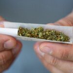 Person rolling a joint.